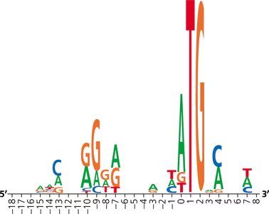 Sequence logo for ribosome binding sites