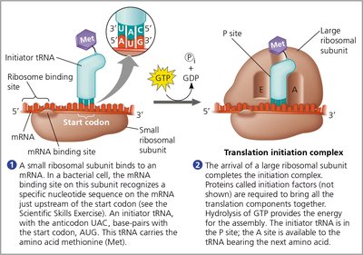 Translation initiation complex formation