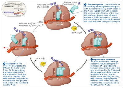 Elongation cycle of translation