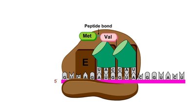 Peptide bond formation during elongation
