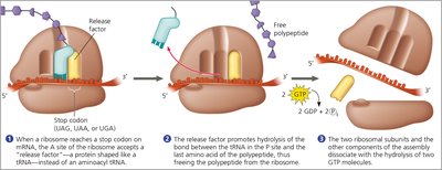 Termination of translation and release of polypeptide