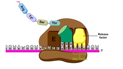 Release factor binding to stop codon