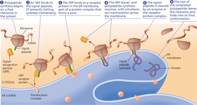 Signal mechanism for targeting proteins to the ER