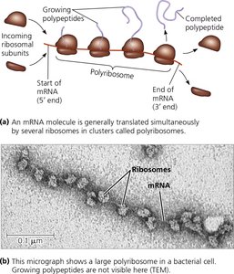 Polyribosomes translating a single mRNA