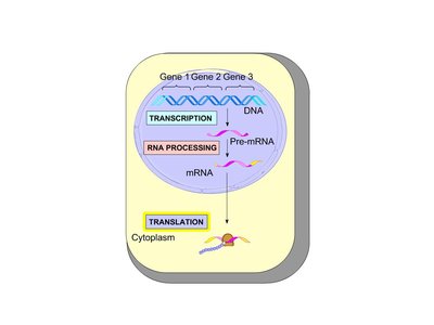 Diagram showing transcription, RNA processing, and translation in a eukaryotic cell