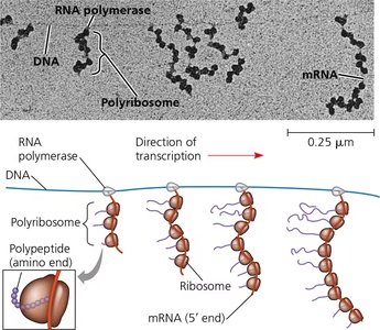 Coupled transcription and translation in bacteria