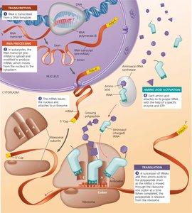 Summary of transcription and translation in a eukaryotic cell
