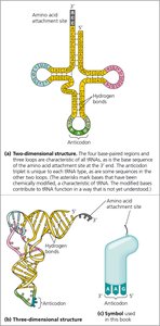 Two- and three-dimensional structures of tRNA