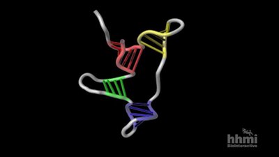 3D model of tRNA folding