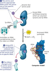 Aminoacyl-tRNA synthetase charging a tRNA with its amino acid