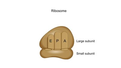 Simplified ribosome showing E, P, and A sites