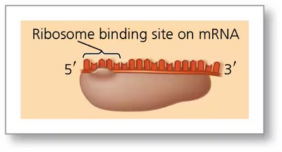 Ribosome binding site on mRNA