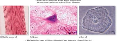 Examples of differentiated cells: skeletal muscle cell, neuron, skin cell