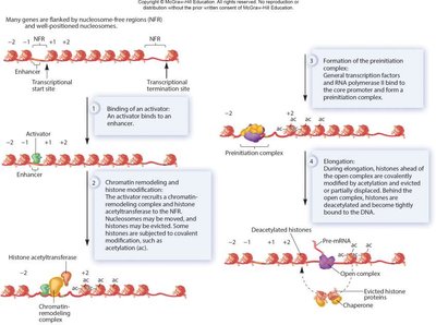 Chromatin remodeling and histone acetylation in gene activation