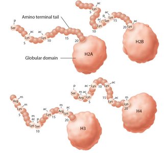 Histone tail modifications (acetylation, methylation, phosphorylation)