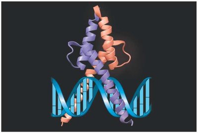 Transcription factor binding to DNA