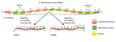 Alternative splicing of α-tropomyosin pre-mRNA