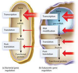 Comparison of gene regulation in bacteria and eukaryotes