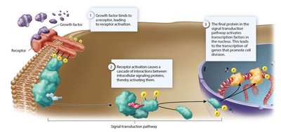 Ras protein activation and GTP hydrolysis cycle