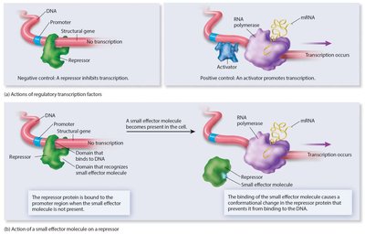 Actions of regulatory transcription factors and small effector molecules