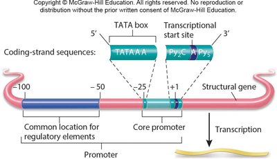 Structure of a eukaryotic promoter with TATA box and regulatory elements