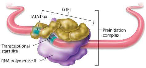 Preinitiation complex at the promoter