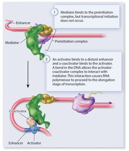 Mediator and activator interactions in transcription regulation