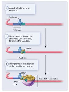 Activator binding to enhancer and assembly of preinitiation complex