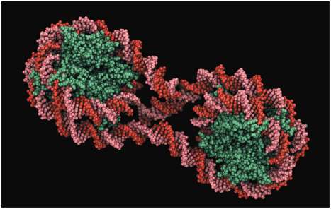 DNA wrapped around nucleosomes in chromatin