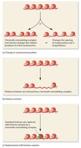 Mechanisms of chromatin remodeling