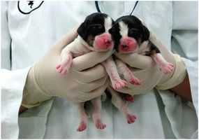 Cloned puppies