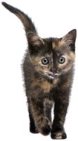Tortoiseshell cat