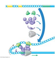 Transcription regulation diagram