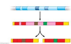 Alternative splicing diagram