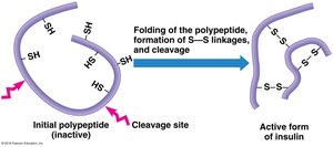Insulin activation diagram