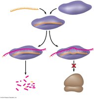 miRNA regulation outcomes