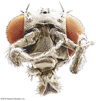 Fly with extra legs SEM