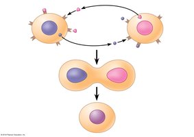 Yeast cell signaling
