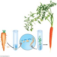 Plant cloning process