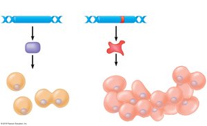 Tumor-suppressor gene diagram