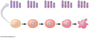 Mutations in cancer progression