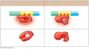 Comparison of lac and trp operons