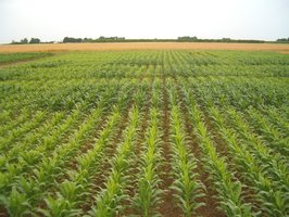 Legume seeds, representing mutualism with nitrogen-fixing bacteria