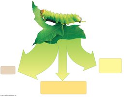 Diagram showing energy partitioning in a caterpillar (production efficiency)