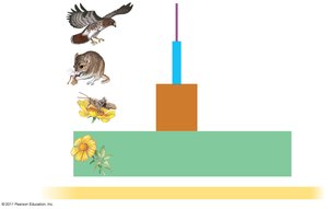 Energy pyramid showing energy transfer through trophic levels