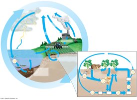 Diagram of the nitrogen cycle, showing fixation, ammonification, nitrification, and denitrification