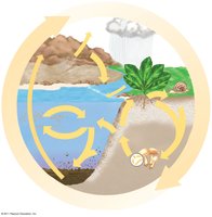 Diagram of the phosphorus cycle, showing weathering, uptake, and sedimentation