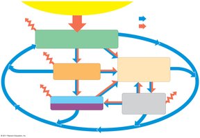 Diagram of energy flow and chemical cycling in an ecosystem