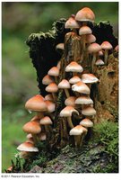 Fungi growing on decaying wood, representing decomposers