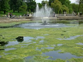 Eutrophication in a freshwater lake, showing algal overgrowth